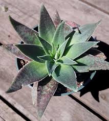 Image result for Crassula alba