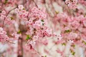 Image result for Peach Pink 1977 Hussmann