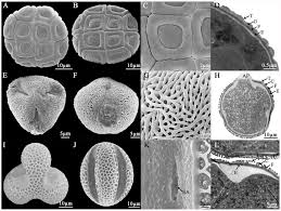 Image result for Dolichos junodii