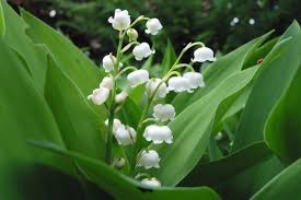 Après avoir reçu un magnifique bouquet de muguet par un noble . Le Muguet Un Brin Symbolique Comment Le Choisir Le Cultiver Et Pourquoi L Offre T On Le 1er Mai Actu Toulouse