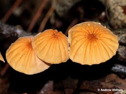 Image result for Marasmius siccus