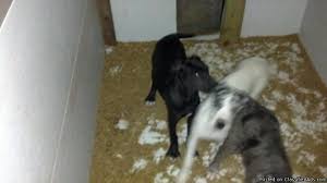 We have chosen the harlequin and mantle color group for breeding. Great Dane Puppies Price 350 For Sale In Fountain City Indiana Best Pets Online