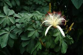 Image result for Pachira glabra