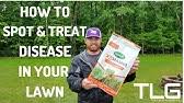 Any disease that primarily infects animals, but is occasionally transmitted to humans ex. Scott S Disease Ex Azoxystrobin Youtube