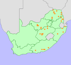 Image result for Hypertelis bowkeriana