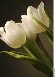 Scopri la nostra ampia proposta, consulta i prezzi e acquista comodamente online. Pin By Maurizio Guglielmini On Tulips Beautiful Flowers Wallpapers Beautiful Flowers Flowers Gif