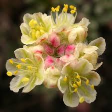 Image result for Eriosema burkei