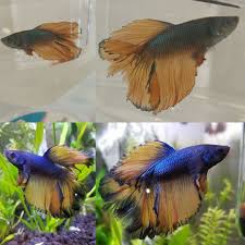 Mustard/paradise betta acrylic painting time lapse подробнее. Pin On Betta Fish
