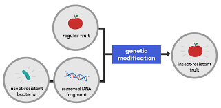 Has been genetically modified c. More Food Cleaner Food Gene Technology And Plants Curious