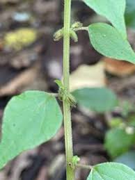 Image result for Parietaria debilis