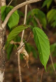 Image result for Alchornea laxiflora