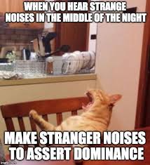 Yelling Cat Memes Funny Faces Funny Memes Bones Funny