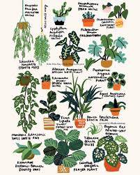 Image May Contain Plant Plants Plant Lover House Plants Indoor