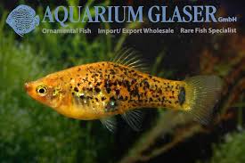 Image result for Xyris peteri