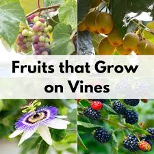 Most varieties will be ready for harvest in just 25. Fruits That Grow On Vines Together Time Family
