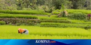 Tatkala memandang wajahmu , tersentuh kalbu. Menegakkan Kedaulatan Pangan Halaman All Kompas Com
