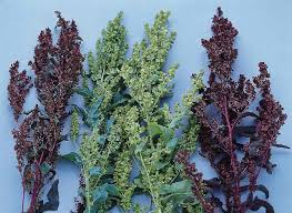 Image result for Atriplex