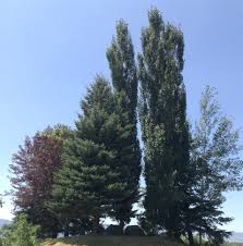 These are our top 5 shrubs for screening. The Best Trees And Shrubs For Screening Md Landscaping