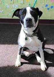 Pin On Terrier Mix