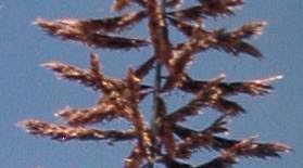 Image result for Pogonarthria