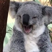 Voici Mes Dents Follow Koala Oops Koalapuffs Nature Animalcrossing Koala Ko Cute Animals Cute Funny Animals Cute Baby Animals