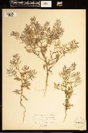 Image result for Rorippa nudiuscula