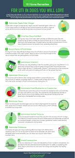 15 Home Remedies For Uti In Dogs You Will Love Dog Uti Dog Hot Spots Home Remedies For Fleas