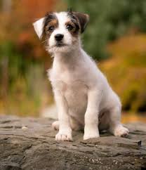 The body is slightly longer than tall and. Wiry Jack Russell Terrier Www Macj Com Br