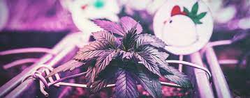 Choosing the right grow light for your cannabis is among the most important decisions you'll make. The Optimal Distance Between Grow Lights And Cannabis Plants Zamnesia Blog