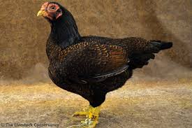 We did not find results for: Cornish Chicken Breed Profile Backyard Poultry