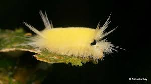 Black And Yellow Hairy Caterpillar Tiger Moth Caterpillar Lophocampa Sp Erebidae Arctiinae Moth Caterpillar Tiger Moth Caterpillar