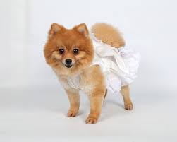 Maybe you would like to learn more about one of these? Doggydolly Hundemode Fur Mops Und Chihuahua