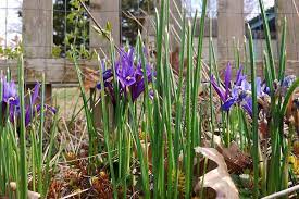 Check spelling or type a new query. 25 Of The Best Early Spring Blooming Flowers Gardener S Path