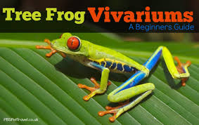 They can be found in gardens, forests, lakes, meadows, and anywhere that has plenty of. Tree Frog Vivariums A Beginners Guide Pbs Pet Travel