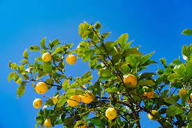 We provide a high quality range of ornamental, full size fruit trees and dwarf fruit trees, blueberry plants and pest control products. The Essential List Of Fruit Trees For Brisbane Backyards Brisbanista