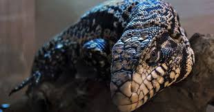 Black And White Lizard Arizona Black And White Argentine Tegu Reptiles Pet Tegu Reptiles And Amphibians