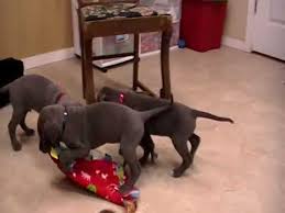 Both of them seem like very nice amazing people they even had me bring. Harlequin Great Dane Breeders Ohio