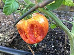 Maybe you would like to learn more about one of these? What Pest Is Eating These Tomatoes Voles Run Amok Ask An Expert Oregonlive Com