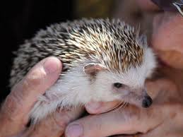 Exotic pets & more inc has many different types of fancy hamsters for sale. Unusual Pets That Are Legal To Own Cbs News