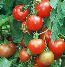 Often early varieties do not possess a depth of flavour. Biodynamic Stupice Tomato Seeds 335 Turtle Tree Seed Initiative