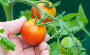 Natural pest control is effective and protects the environment. 20 Common Tomato Plant Problems And How To Fix Them