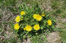 Image result for Taraxacum sp.
