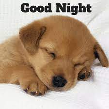 Cute Good Night Images Free Download Dog Training Cute Animals Puppies Cute Puppies