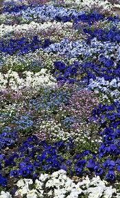 Flower Bed Of Annuals Botanical Garden Of Tubingen Germany Beautiful Gardens Gorgeous Gardens Beautiful Flowers