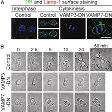 Genetic copies of parental cell 3 process: Exocytosis Is Required During Cell Division A Surface Distribution Download Scientific Diagram