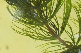 Image result for Ceratophyllaceae
