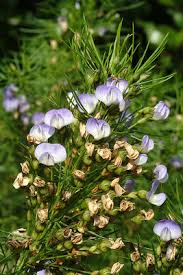 Image result for Psoralea arborea