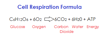 The Correct Equation Of Aerobic Respiration Is