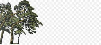Pine tree big, free portable network graphics (png) archive. Coniferous Tree