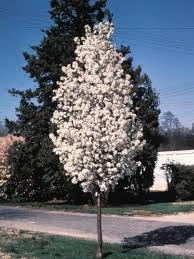 Check spelling or type a new query. 15 Fragrant Garden Flowers Plants Beautiful Gardens Flowers Flowering Pear Tree